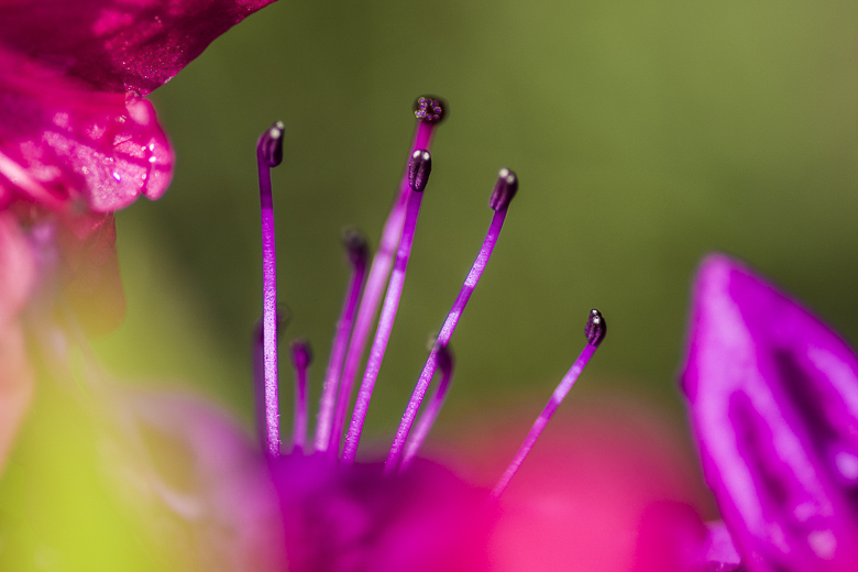 Rhododendron